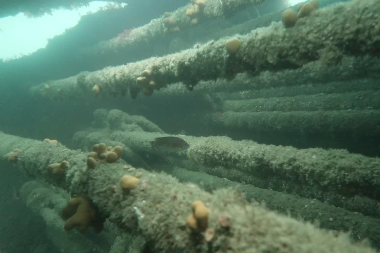 Baltimore_Ireland_dive_photo_10