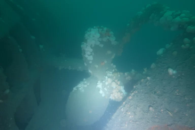 Baltimore_Ireland_dive_photo_2