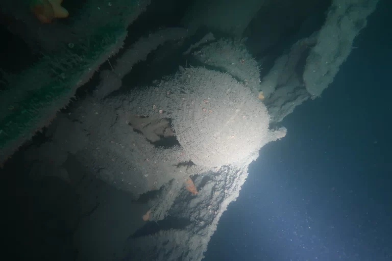 Baltimore_Ireland_dive_photo_4