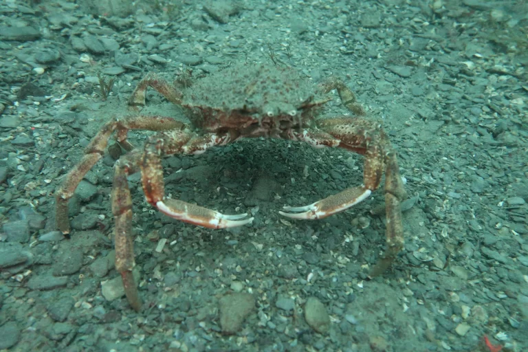 Baltimore_Ireland_dive_photo_5