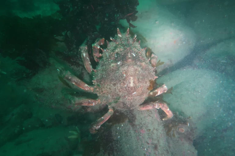 Baltimore_Ireland_dive_photo_6