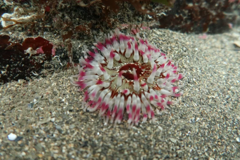 Baltimore_Ireland_dive_photo_7