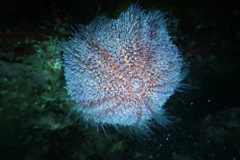 Baltimore_Ireland_dive_photo_8