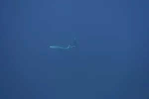 Egypt_2018_Dive_photo_14