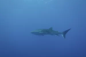Egypt_2018_Dive_photo_2