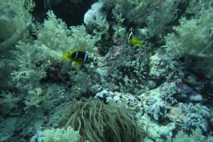 Egypt_2018_Dive_photo_3