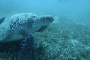 Egypt_2018_Dive_photo_4