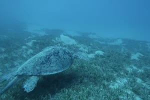 Egypt_2018_Dive_photo_6