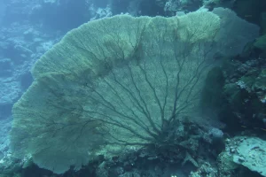 Egypt_2018_Dive_photo_8