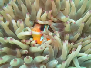 Egypt_2019_Dive_photo_1