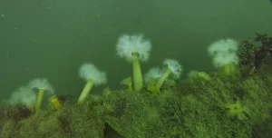 St_Kilda_dive_photo_10