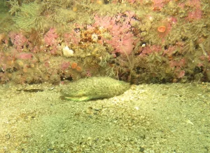 St_Kilda_dive_photo_11