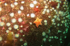 St_Kilda_dive_photo_12