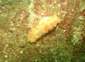 St_Kilda_dive_photo_13