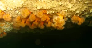 St_Kilda_dive_photo_14