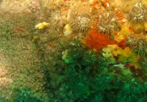 St_Kilda_dive_photo_3