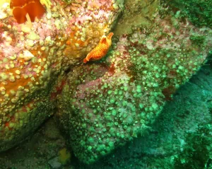 St_Kilda_dive_photo_4