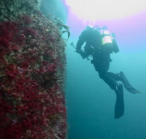St_Kilda_dive_photo_6