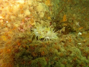St_Kilda_dive_photo_8