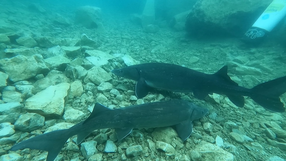 A Journey From Discovery To “Half” Ocean Diver