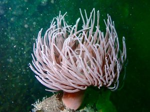 Mull_2025_MV_Honeydew (1)