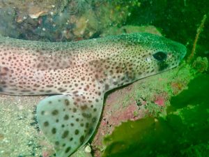 Mull_2025_MV_Honeydew (10)