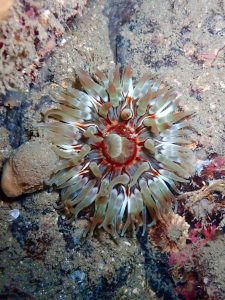Mull_2025_MV_Honeydew (13)