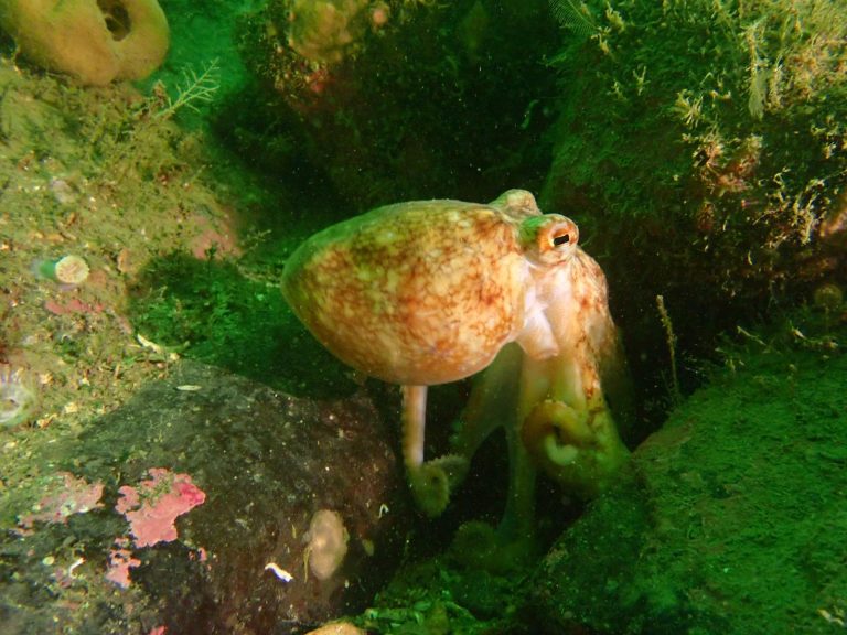 Mull_2025_MV_Honeydew (15)