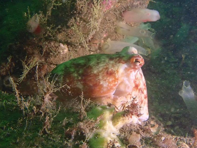 Mull_2025_MV_Honeydew (16)