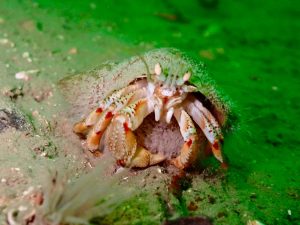 Mull_2025_MV_Honeydew (18)