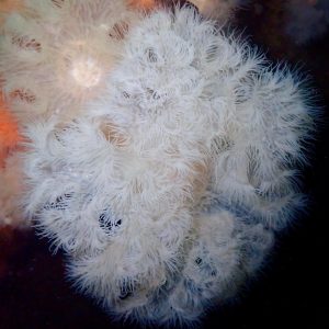 Mull_2025_MV_Honeydew (2)