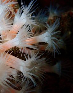Mull_2025_MV_Honeydew (3)