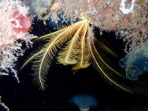 Mull_2025_MV_Honeydew (4)