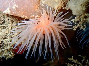 Mull_2025_MV_Honeydew (5)