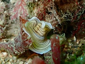 Mull_2025_MV_Honeydew (6)