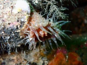 Mull_2025_MV_Honeydew (8)