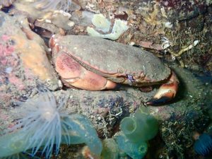 Mull_2025_MV_Honeydew (9)